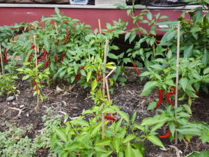 chili plants