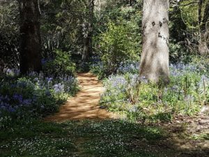 bluebell walk