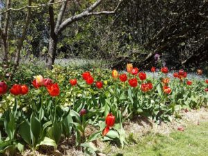 tulips Milton